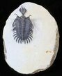 Short Trident Walliserops Trilobite - Timrzit, Morocco #62717-4